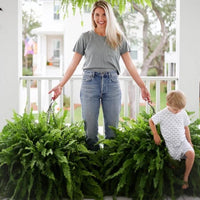ForeverFern™ Long-lasting greenery 1