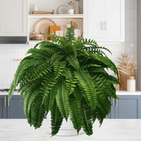 ForeverFern™ Long-lasting greenery 8