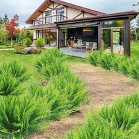 ForeverFern™ Long-lasting greenery 9