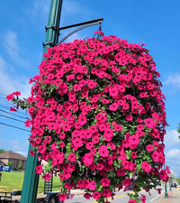 Glory Blossom™ Everlasting Natural Beauty 2