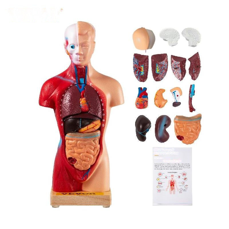 Human Torso Anatomy Model 15 Parts - 28 cm with Brain, Sheath