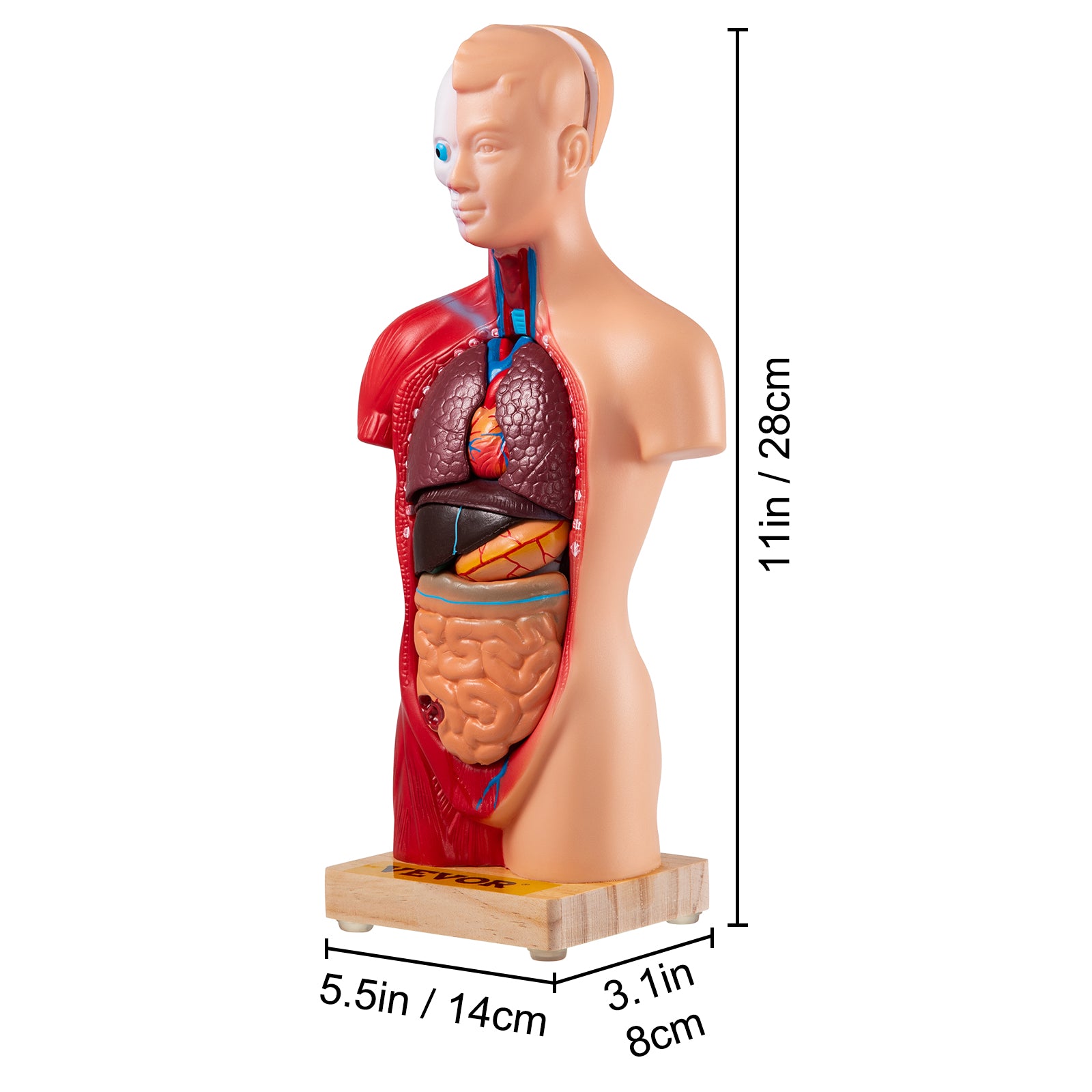 Anatomiemodell des menschlichen Torsos, 15 Teile – 28 cm, mit Gehirn, Hülle